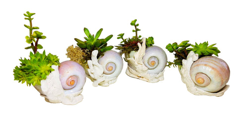 Beach Seashell and Coral Desk Planter with Live Plants.