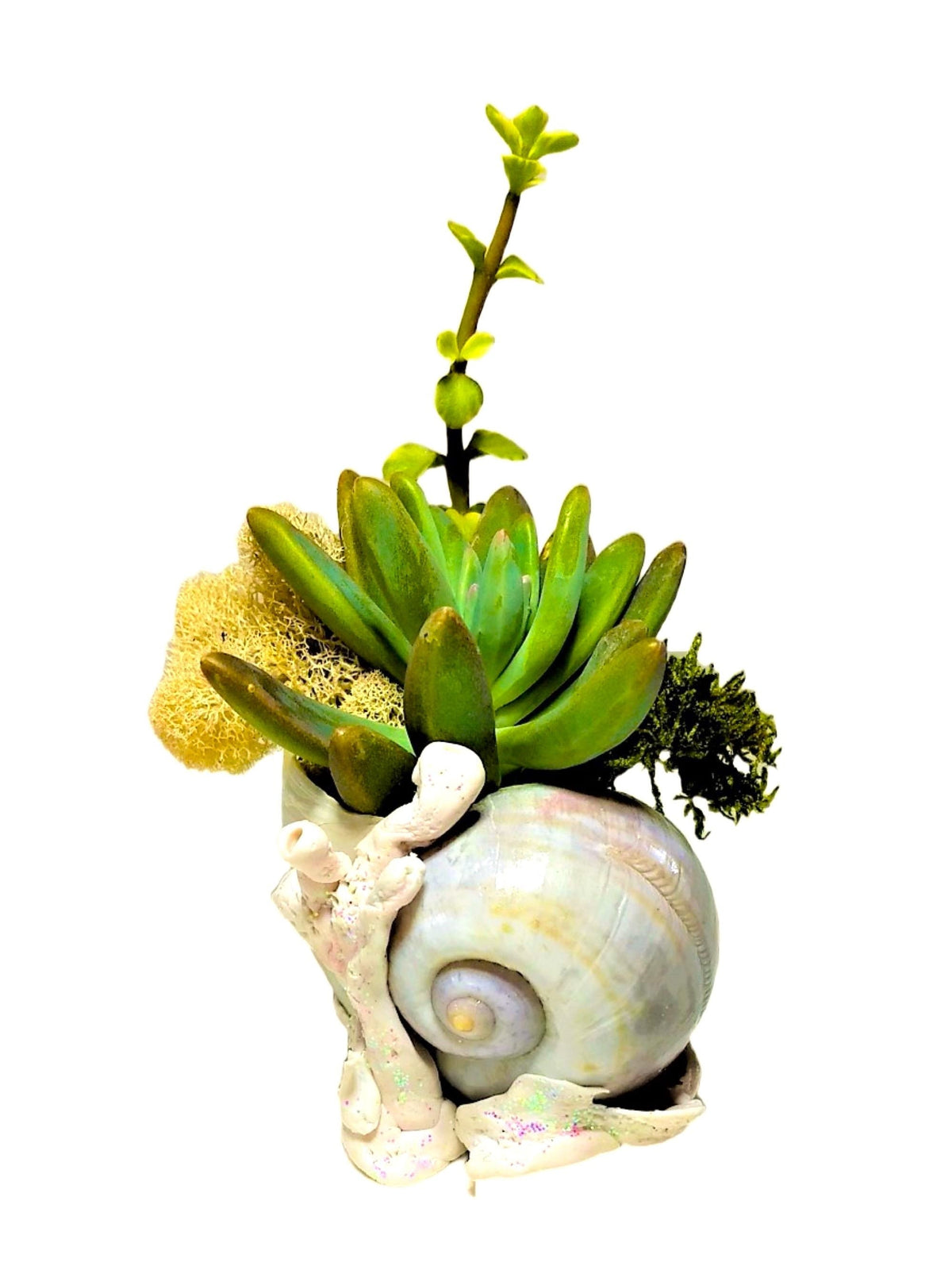 Beach Seashell and Coral Desk Planter with Live Plants.