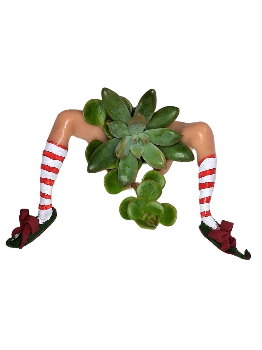 Christmas Elf Succulent Planter Affordable Small 5x5 Holiday Décor