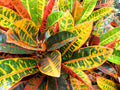 Petra Croton Plant – Bright Tropical Houseplant (15") – Ships in 24 Hours