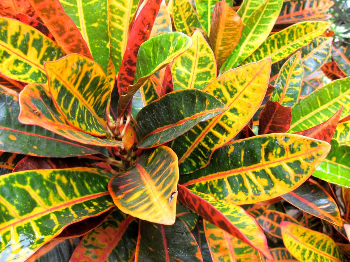Petra Croton Plant – Bright Tropical Houseplant (15") – Ships in 24 Hours