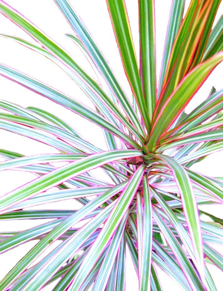 Madagascar Dragon Tree – Silver Tri-Color Live Houseplant (12″ Rooted)