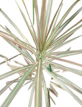 Madagascar Dragon Tree – Silver Tri-Color Live Houseplant (12″ Rooted)