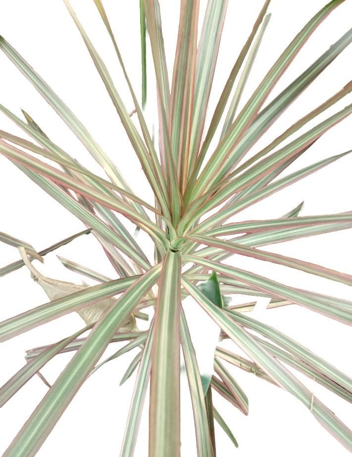 Madagascar Dragon Tree – Silver Tri-Color Live Houseplant (12″ Rooted)