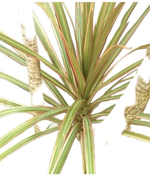 Madagascar Dragon Tree – Silver Tri-Color Live Houseplant (12″ Rooted)