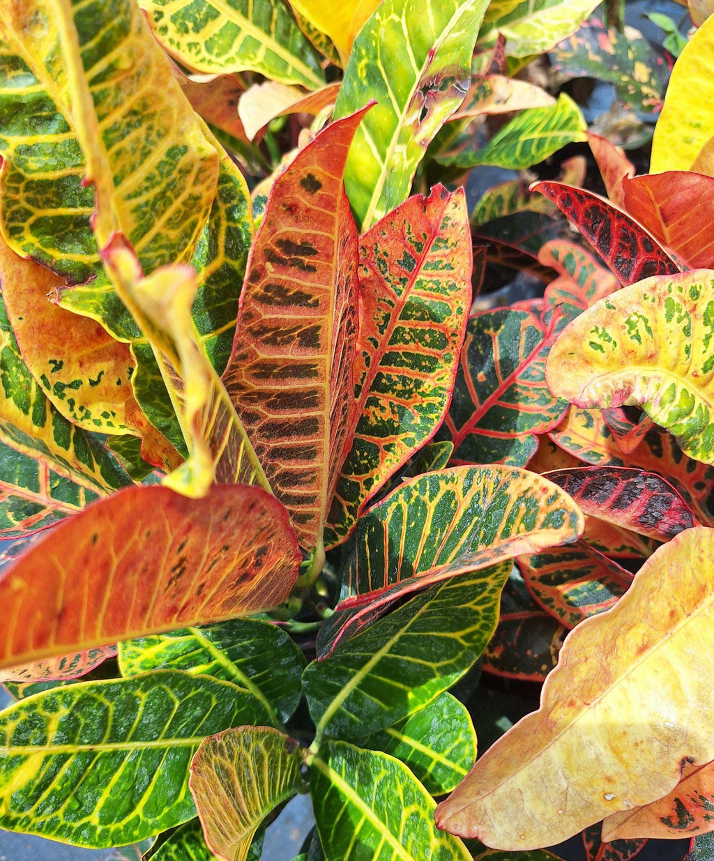 Petra Croton Plant – Bright Tropical Houseplant (15") – Ships in 24 Hours