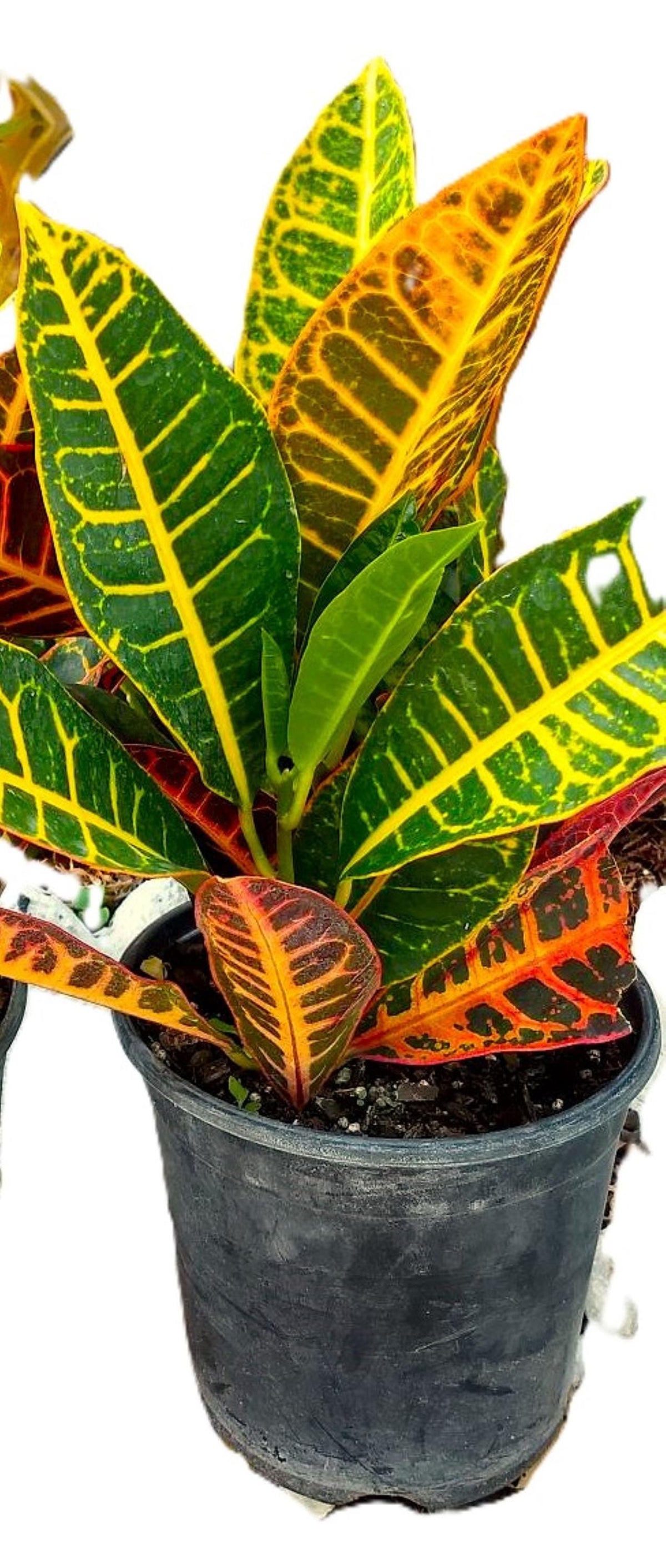 Petra Croton Plant – Bright Tropical Houseplant (15") – Ships in 24 Hours