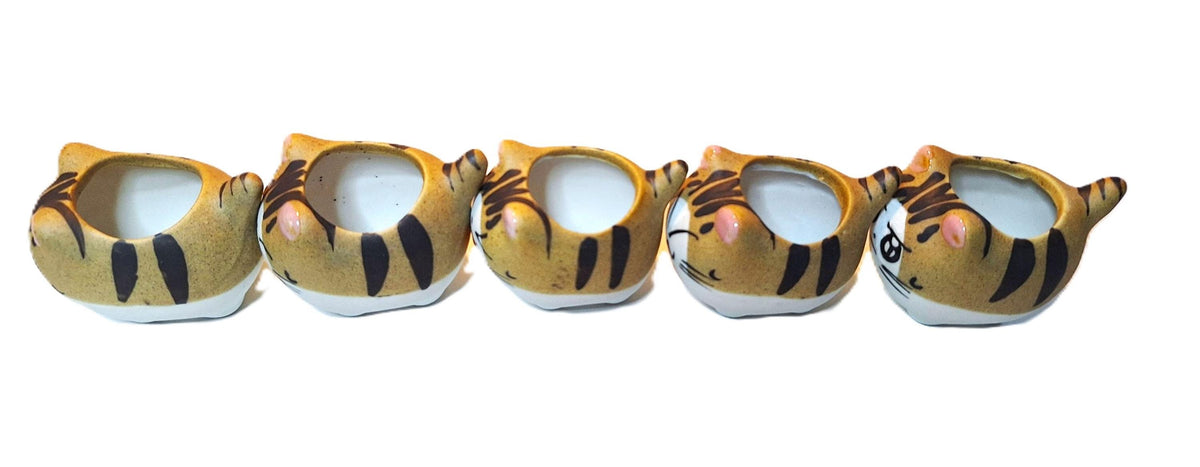 Tiger Kitties 5 Piece Set Collection of Succulent Planters Gift Boxed