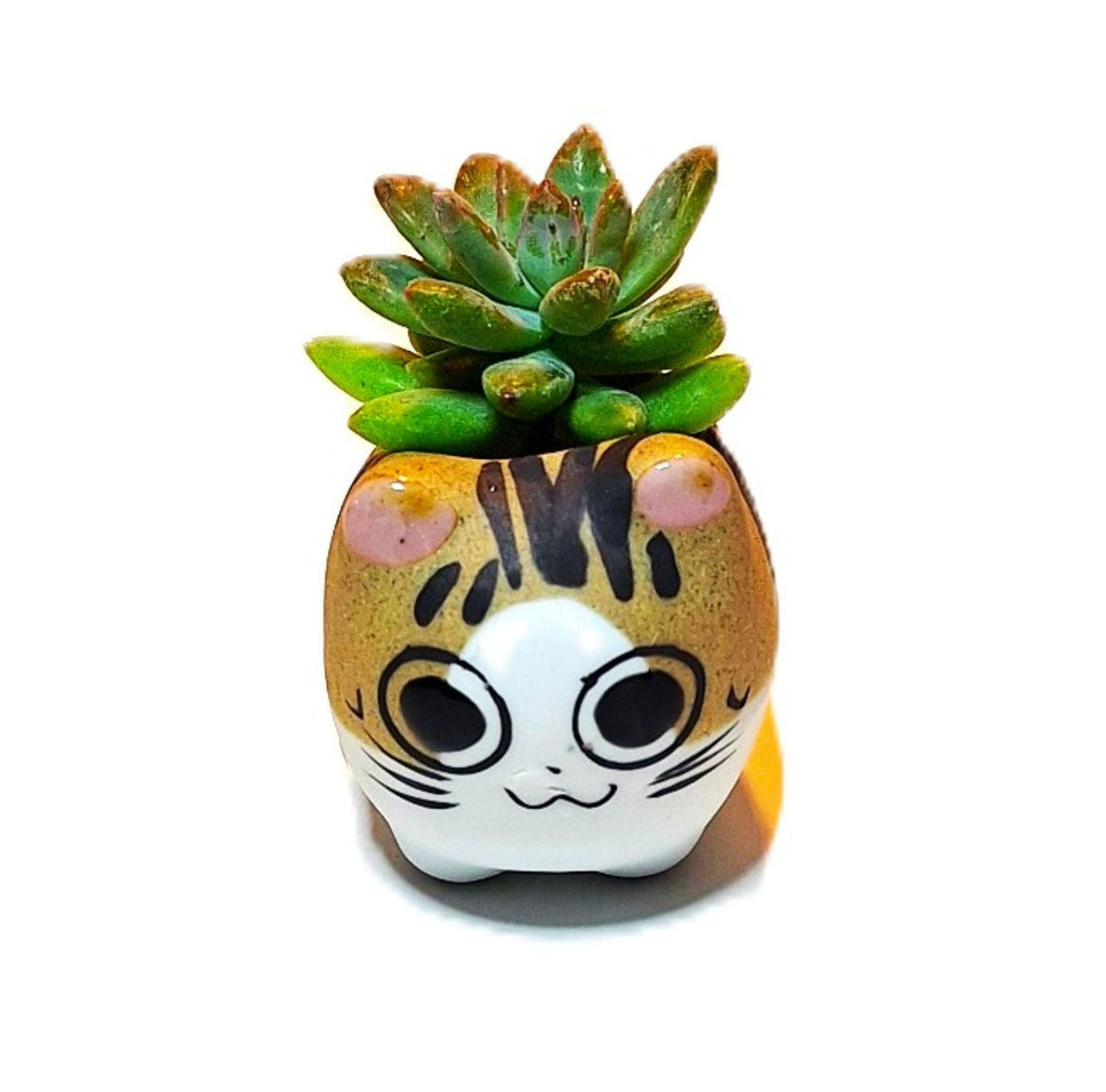 Tiger Kitties 5 Piece Set Collection of Succulent Planters Gift Boxed