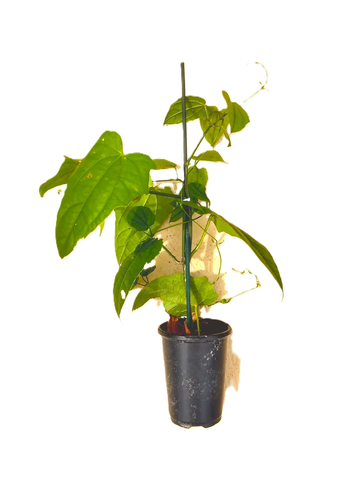 Blue Sky Vine Tropical (Thunbergia grandiflora) – Fully Rooted 10" Vine
