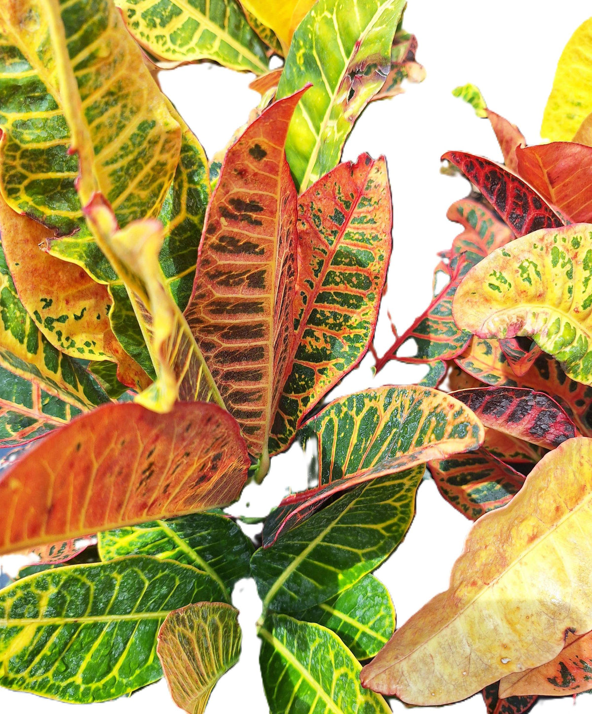 Petra Croton Plant – Bright Tropical Houseplant (15") – Ships in 24 Hours