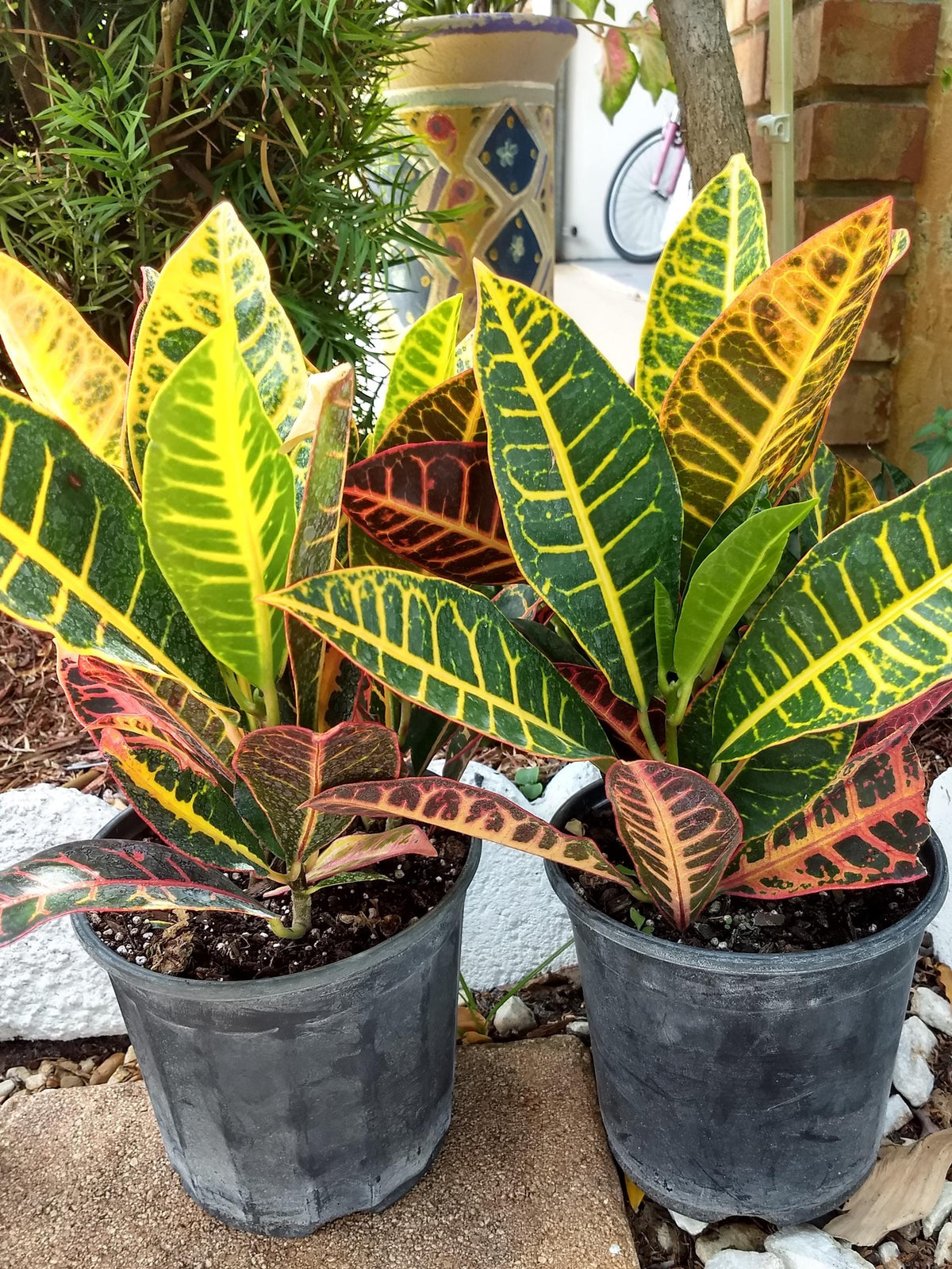 Petra Croton Plant – Bright Tropical Houseplant (15") – Ships in 24 Hours