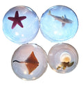 Tropical Ocean Beach Theme Unscented, Clear Glycerin Decorative Soaps Vegan Gluten Free Variety pack set A