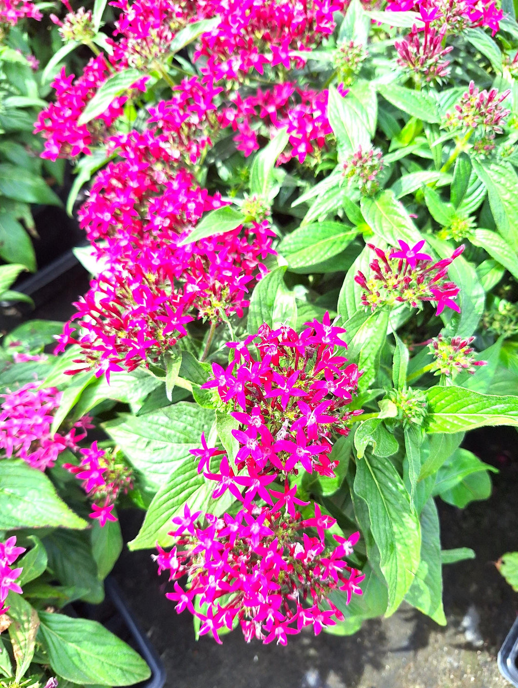 Pentas Egyptian Stars DEEP LAVENDER 10-inch Plants Blooming Garden Ready