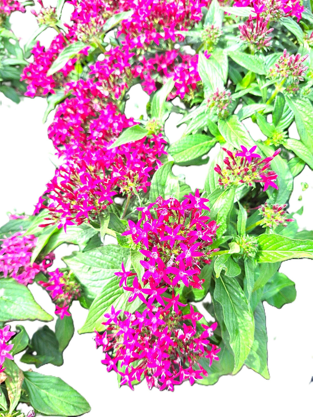 Pentas Egyptian Stars DEEP LAVENDER 10-inch Plants Blooming Garden Ready