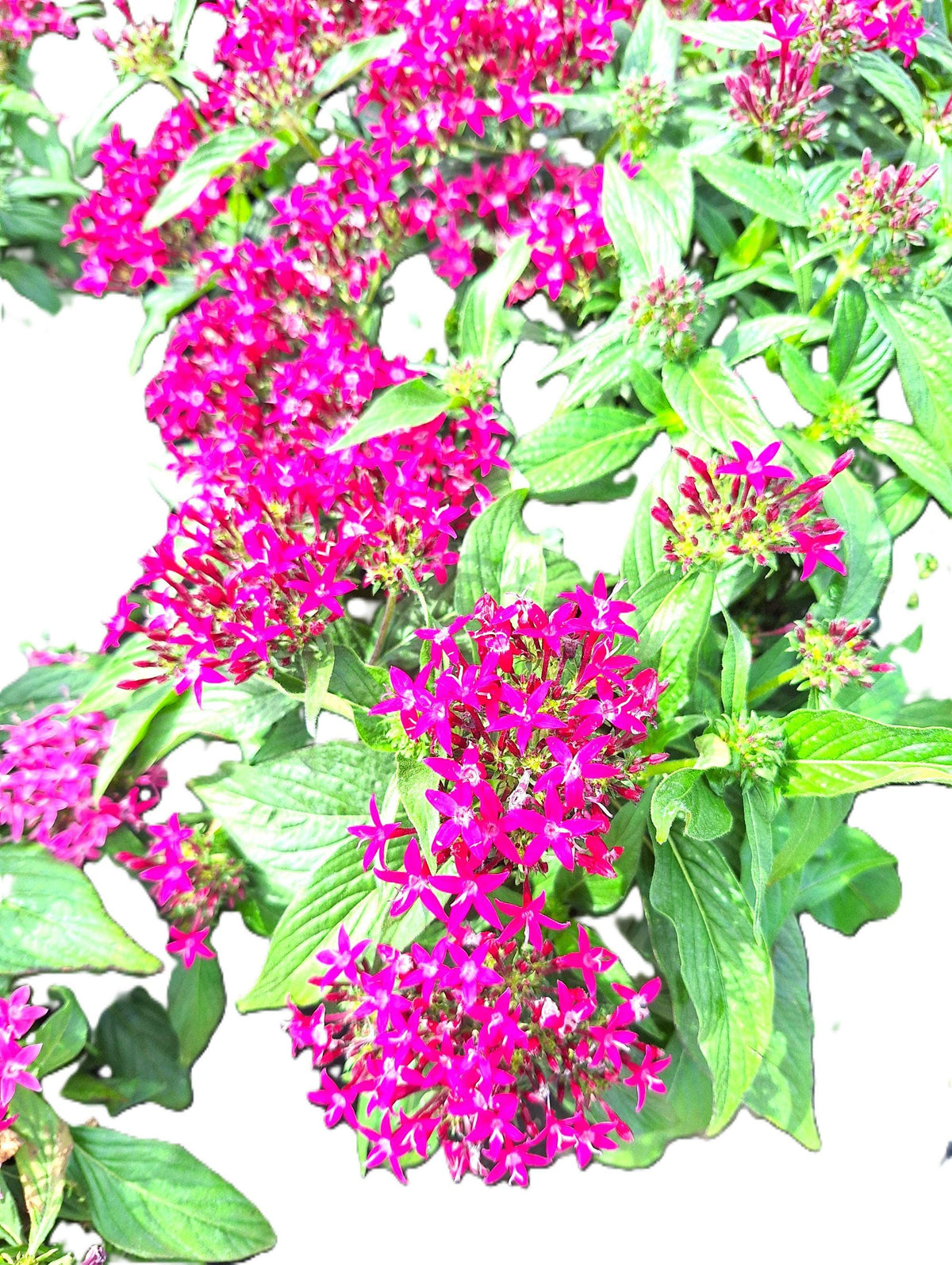 Pentas Egyptian Stars DEEP LAVENDER 10-inch Plants Blooming Garden Ready
