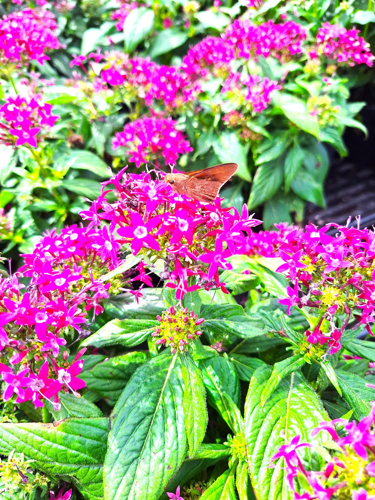 Pentas Egyptian Stars DEEP LAVENDER 10-inch Plants Blooming Garden Ready