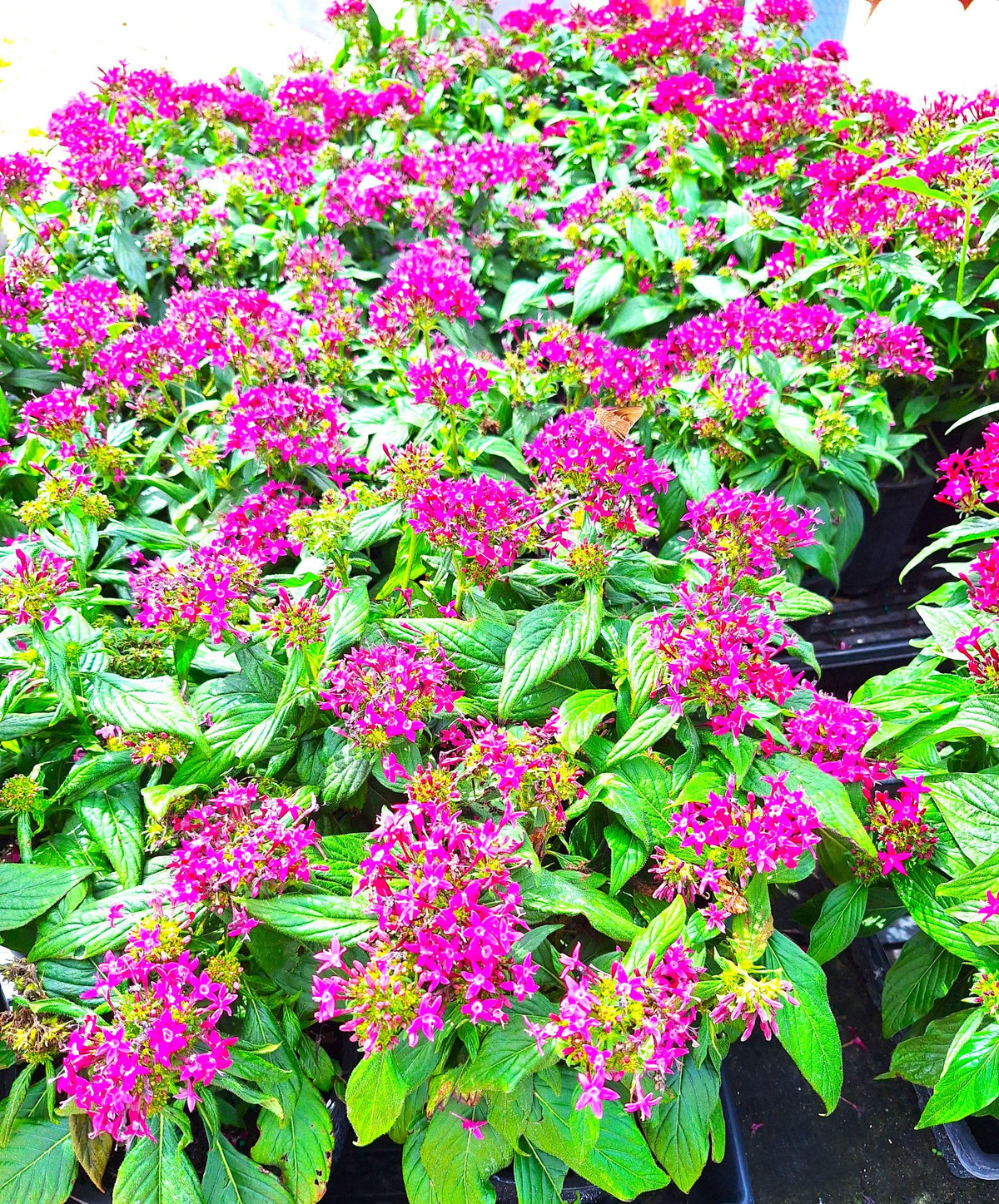 Pentas Egyptian Stars DEEP LAVENDER 10-inch Plants Blooming Garden Ready