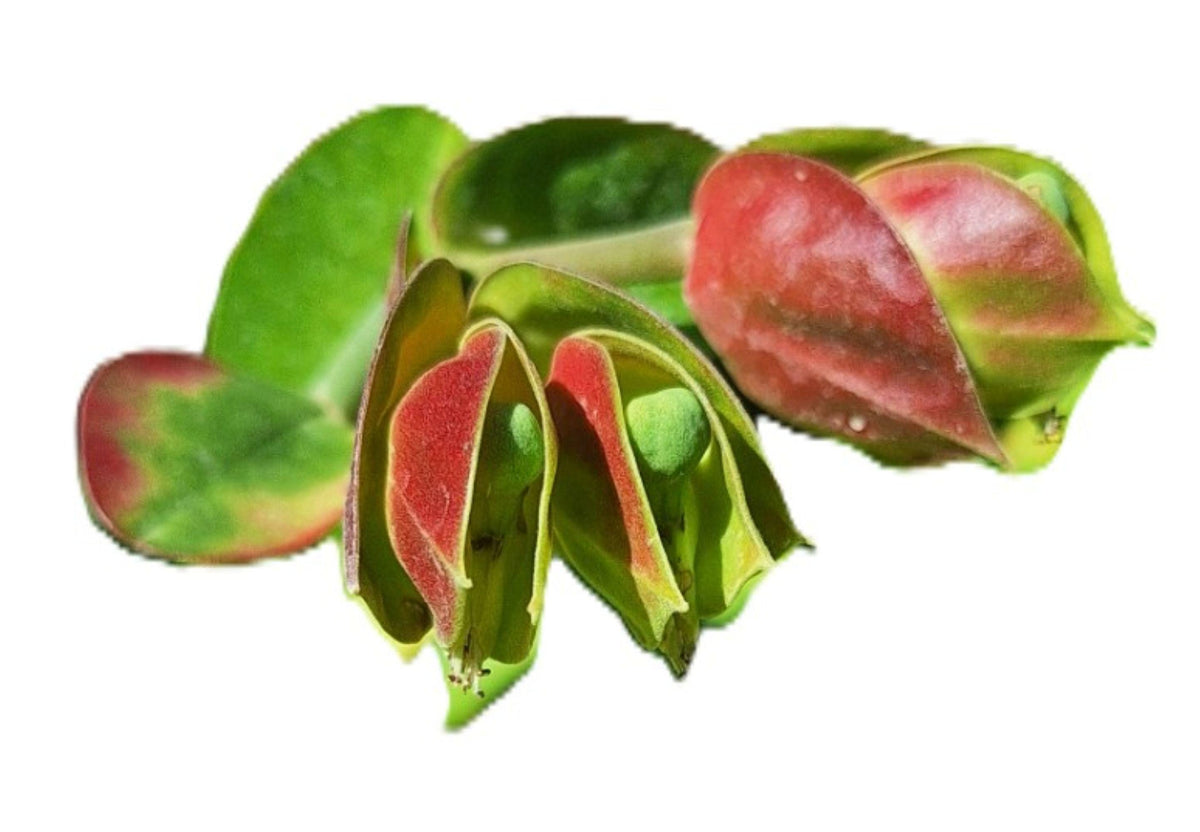 Slipper Plant (Pedilanthus bracteatus) 15-inch Rare Succulent with Red “Slipper”