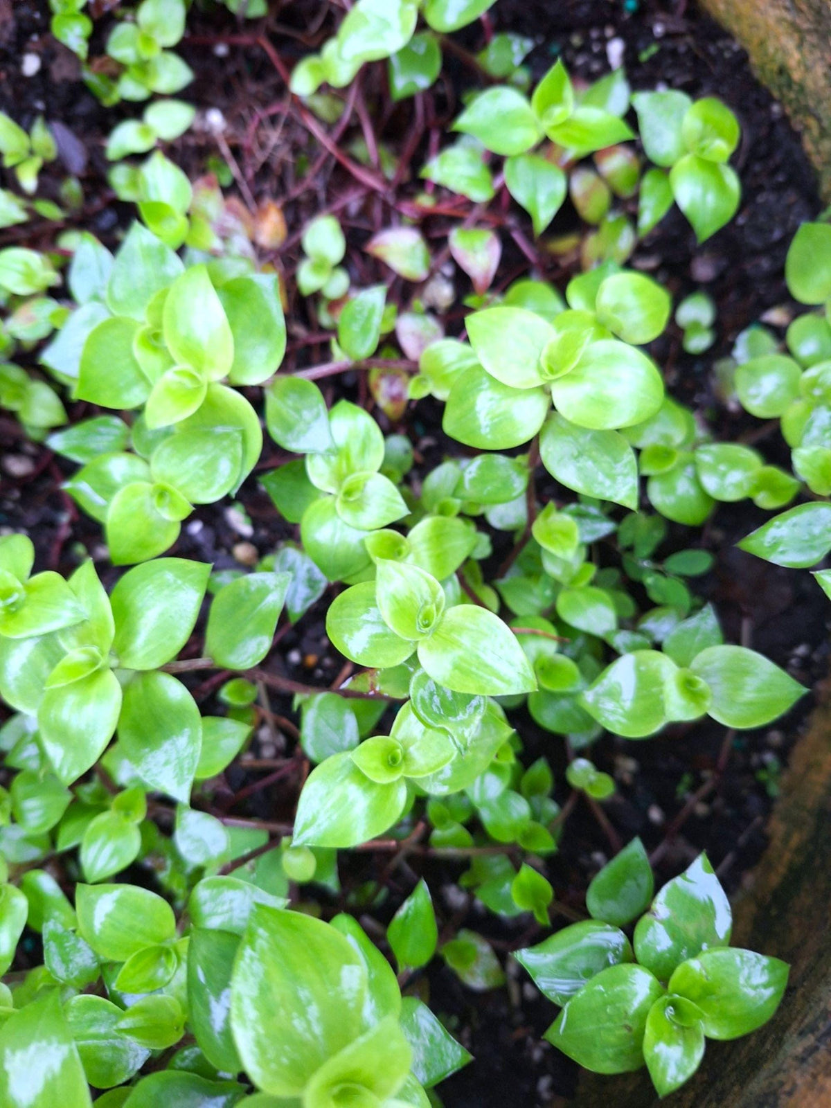 Tradescantia fluminensis Mini Inch Plant Cascading Wandering Jew 3–5” Tiny Leaves