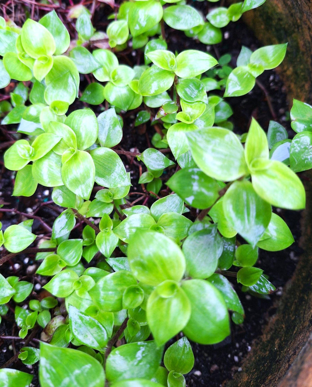 Tradescantia fluminensis Mini Inch Plant Cascading Wandering Jew 3–5” Tiny Leaves