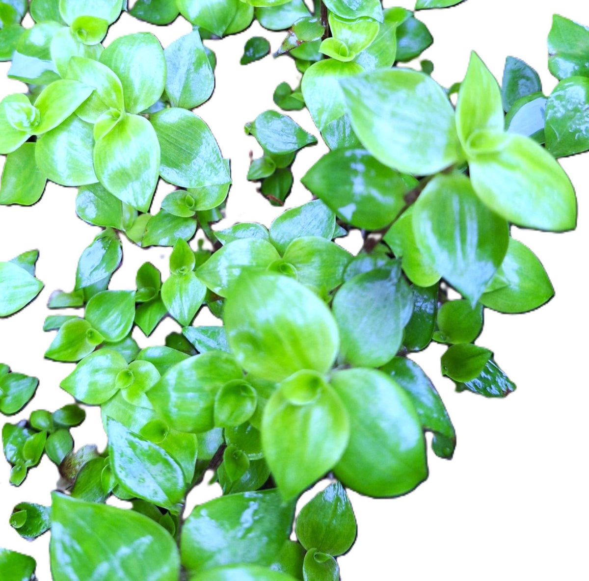 Tradescantia fluminensis Mini Inch Plant Cascading Wandering Jew 3–5” Tiny Leaves