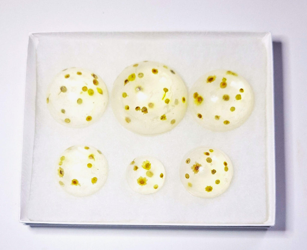 Vegan Chamomile Soap Set Clear Gluten-Free, Unscented 6 Rounds 1 Pound.
