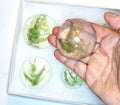 Forest Fern Botanical Soap Set 1 Pound Clear Vegan Glycerin Rounds Unscented, Gluten-Free Hypoallergenic