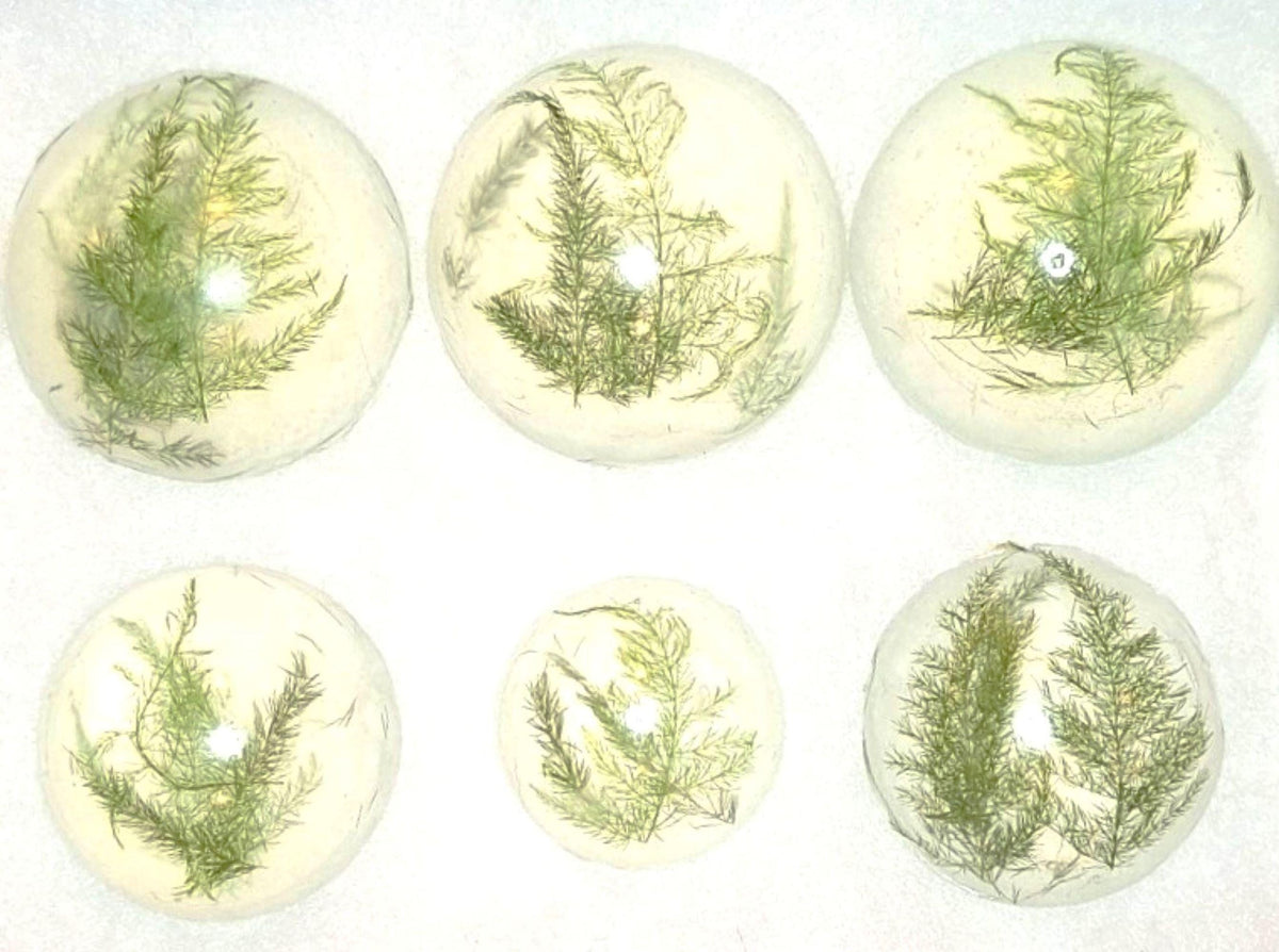 Forest Fern Botanical Soap Set 1 Pound Clear Vegan Glycerin Rounds Unscented, Gluten-Free Hypoallergenic