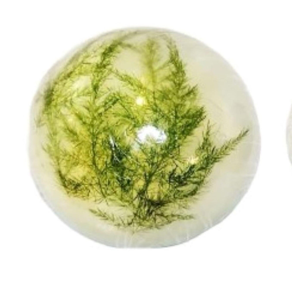 Forest Fern Botanical Soap Set 1 Pound Clear Vegan Glycerin Rounds Unscented, Gluten-Free Hypoallergenic
