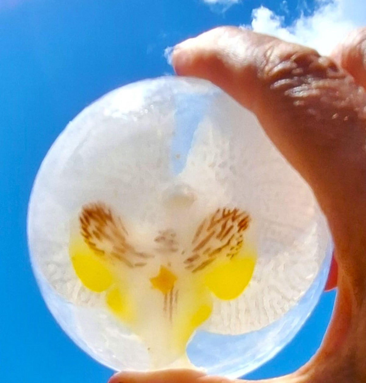 Handmade Artisan Orchid Soaps, Clear Vegan Glycerin, Unscented Hypoallergenic, Purple or Yellow, 8oz Rounds, 2 Pack