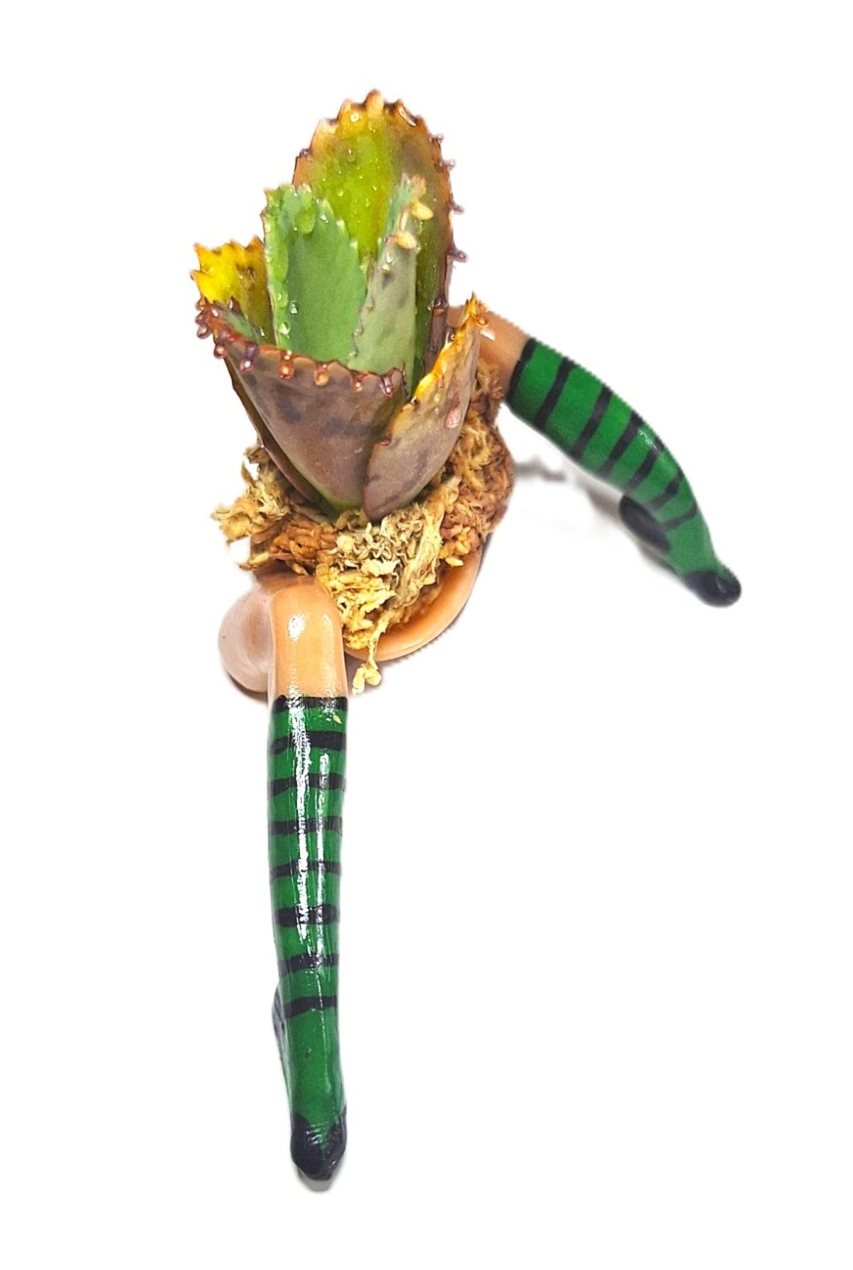 Whimsical Witch Legs Planter • Enchanted Halloween Table Décor • Magical Fall Home Accent