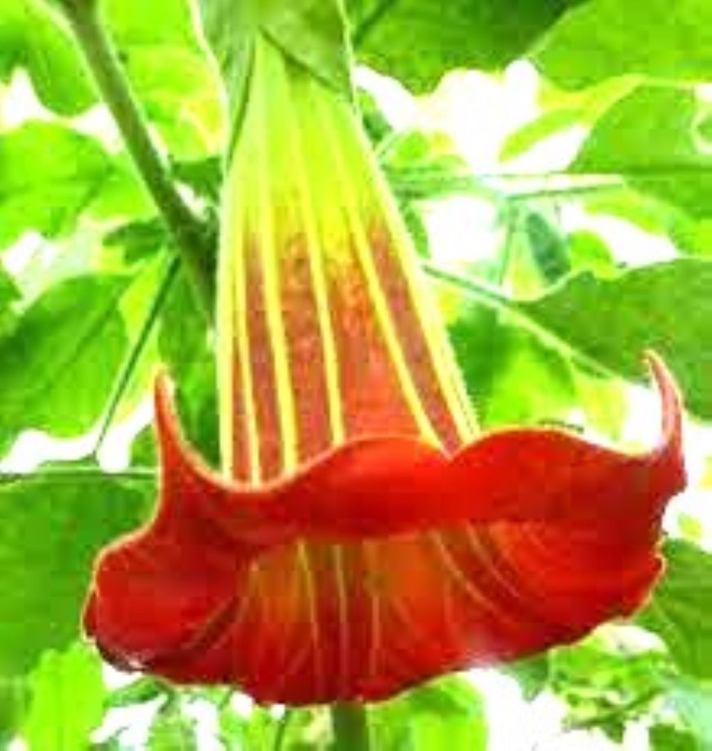 Red Angel Trumpet Seeds Brugmansia Hybrid Rare Red/Yellow Trumpet Flower 25 Seeds Fall Planting