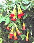 Red Angel Trumpet Seeds Brugmansia Hybrid Rare Red/Yellow Trumpet Flower 25 Seeds Fall Planting
