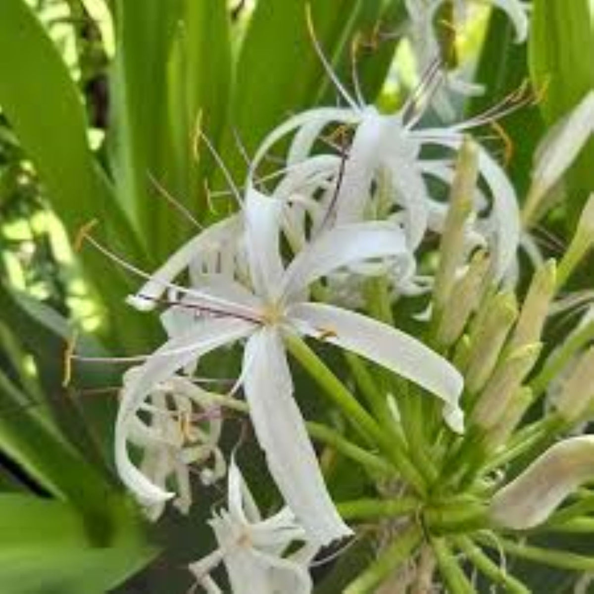 Giant Crinum Lily White 2 LB Mature Bulb Largest Lily in North America Tropical Perennial