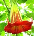 Red Datura Devils Trumpet Seeds 25 Count Fast-Growing Night Bloomer Tropical Annual/Perennial