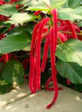 Giant Chenille Plant 12" Red Hot Cat Tails Acalypha hispida Florida‑Grown Tropical Bloomer (Zones 9–12)