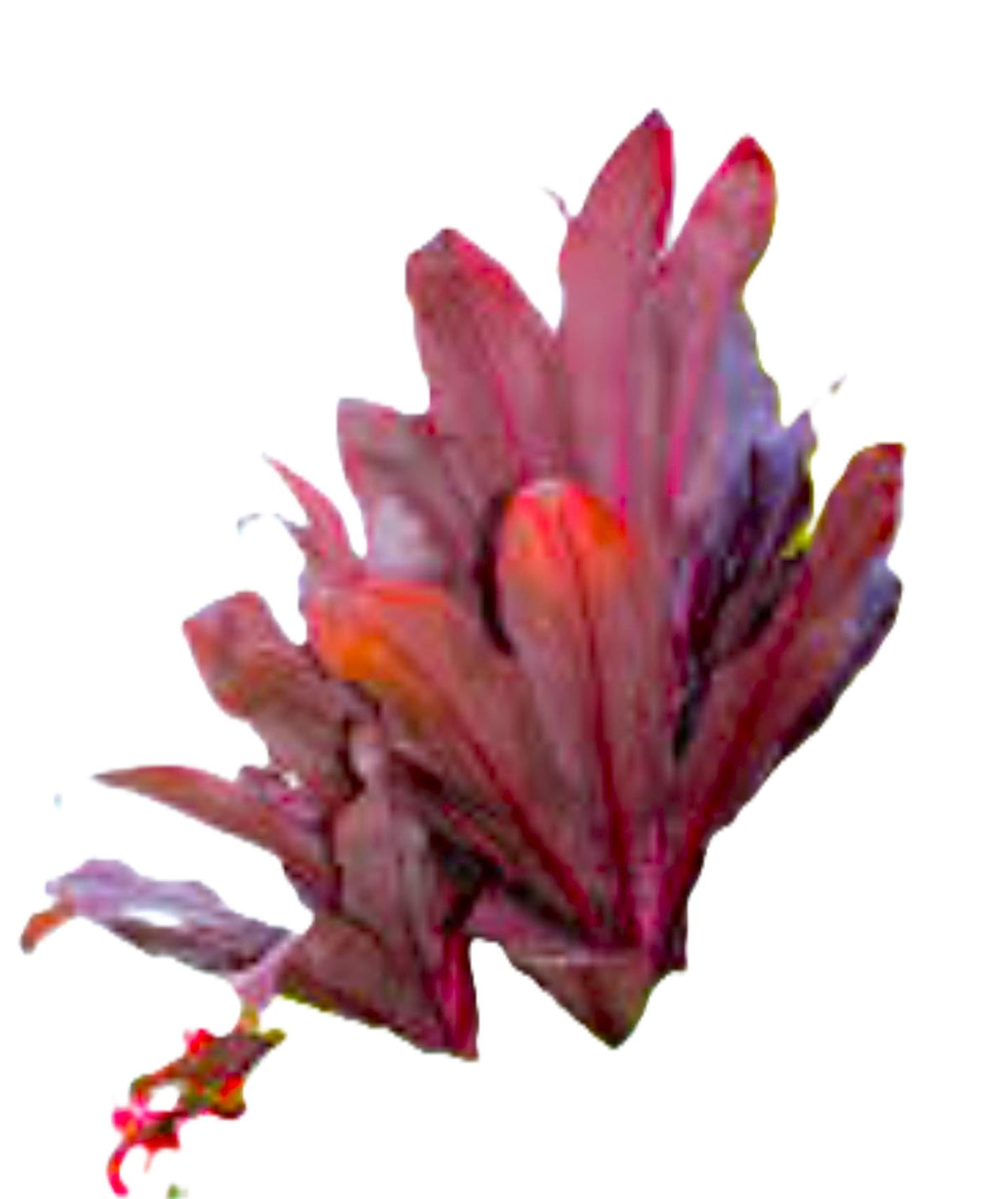 Hawaiian Ti ‘Royal Red Sister’ Cordyline – 18″+ Rooted Plant, Florida‑Grown Tropical Foliage