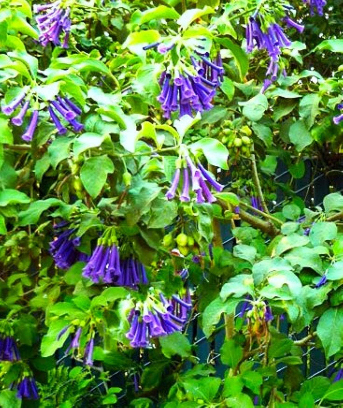 Royal Blue Brugmansia Angel Trumpet Iochroma australe x cyaneum  25 Seeds Per Pack.
