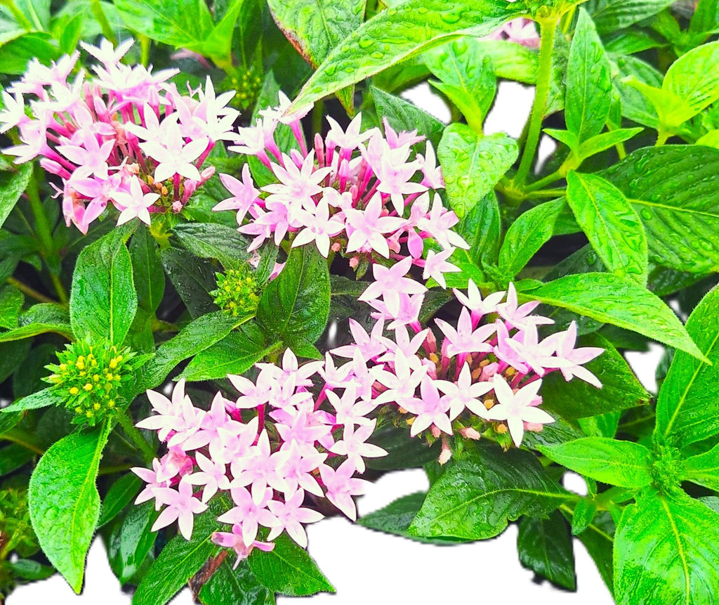 Pentas (Pentas lanceolata) Egyptian Stars Mature Pink 10-inch Blooming Plants.