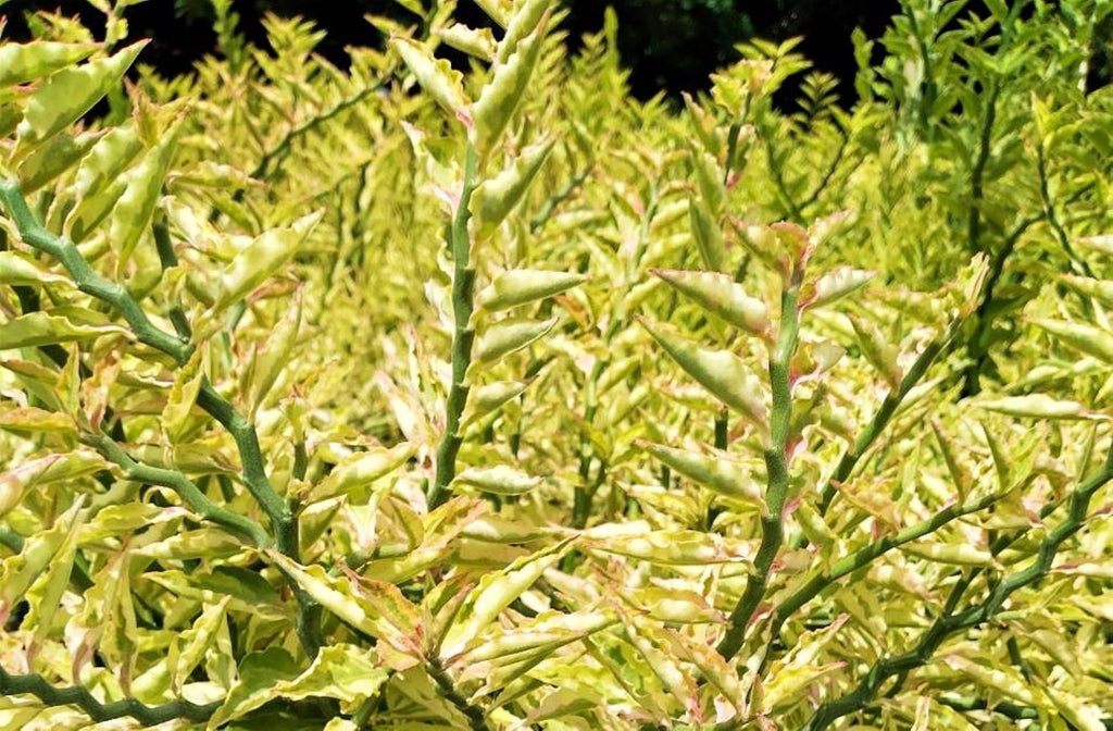 Devils Backbone Zig Zag Plant Variegated Pedilanthus tithymaloides False Bird 10” Live Tropical Houseplant
