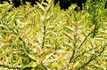 Devils Backbone Zig Zag Plant Variegated Pedilanthus tithymaloides False Bird 10” Live Tropical Houseplant