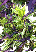 Dracaena Song of India Plant Combo with Tradescantia Purple Hearts