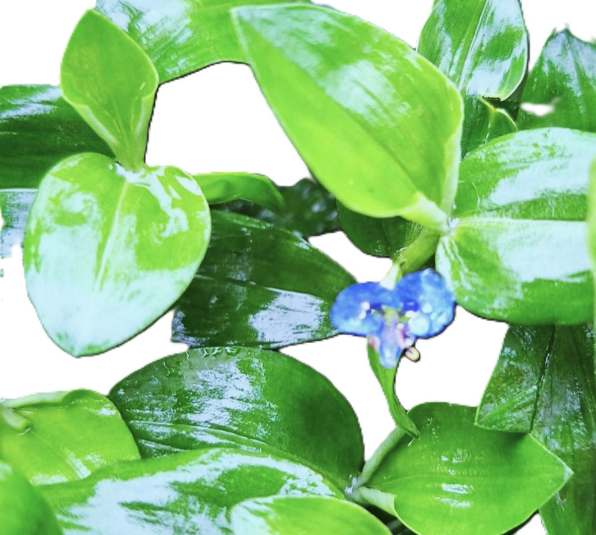 4-Type Tradescantia (Wandering Jew) Collection Live Plants, Zebrina, Purple Hearts, Mini Inch Plant, White Mouth