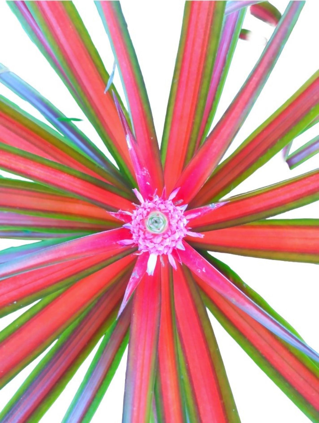 Ananas Lucidus Fire Pineapple Rare Tropical Plant Indoor/Outdoor Houseplant.