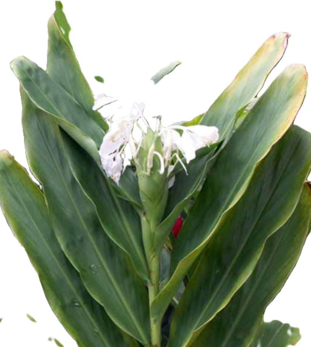 Hawaiian 20-inch White Fragrant Butterfly Ginger GROWN PLANTS- Ready to Bloom