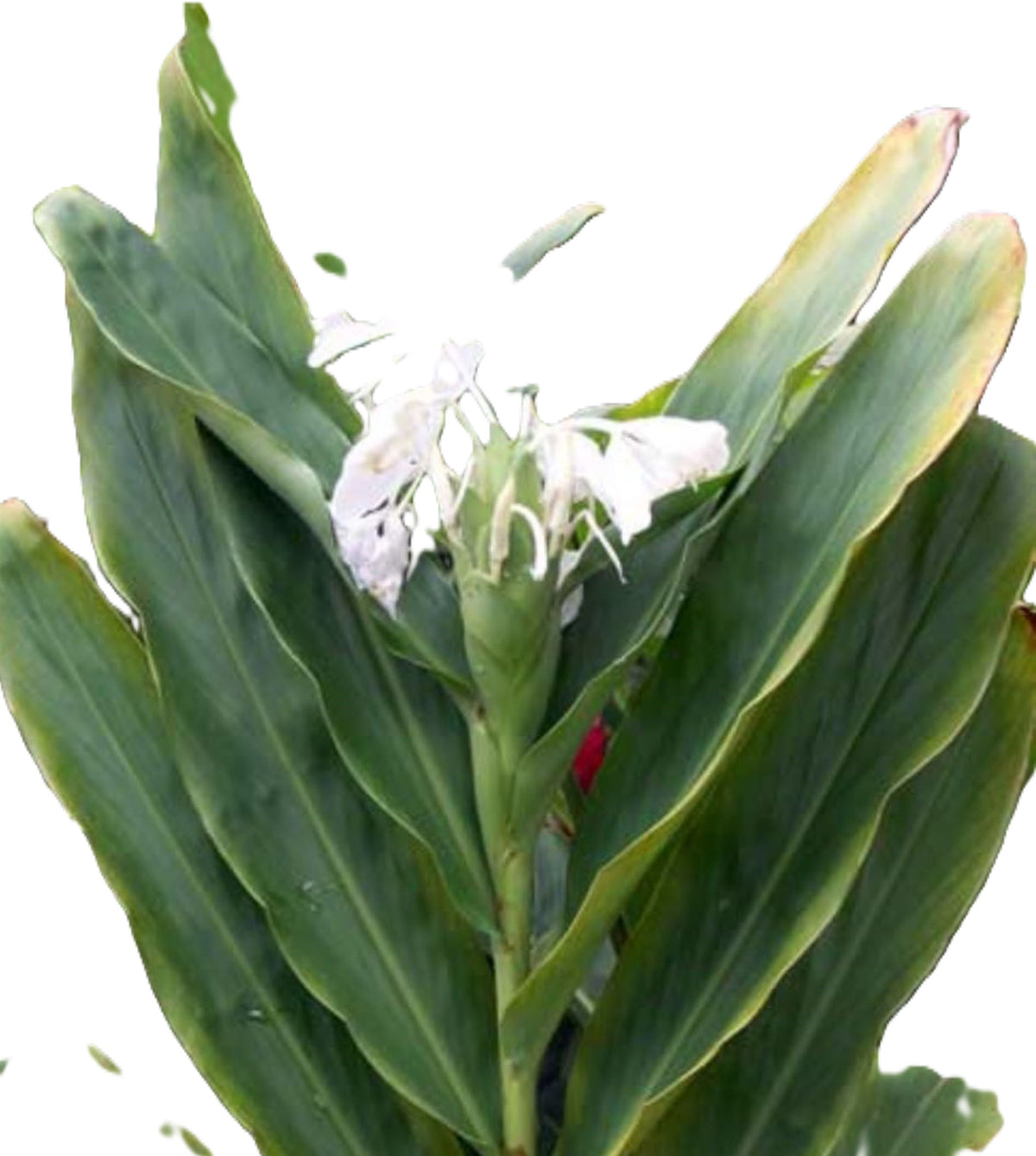 Hawaiian 20-inch White Fragrant Butterfly Ginger GROWN PLANTS- Ready to Bloom