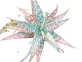 Aloe ‘Bright Star’ (Aloe ‘Donnie’) –Starfish Aloe 6-Inch Starter Plant USDA Zones 9-12