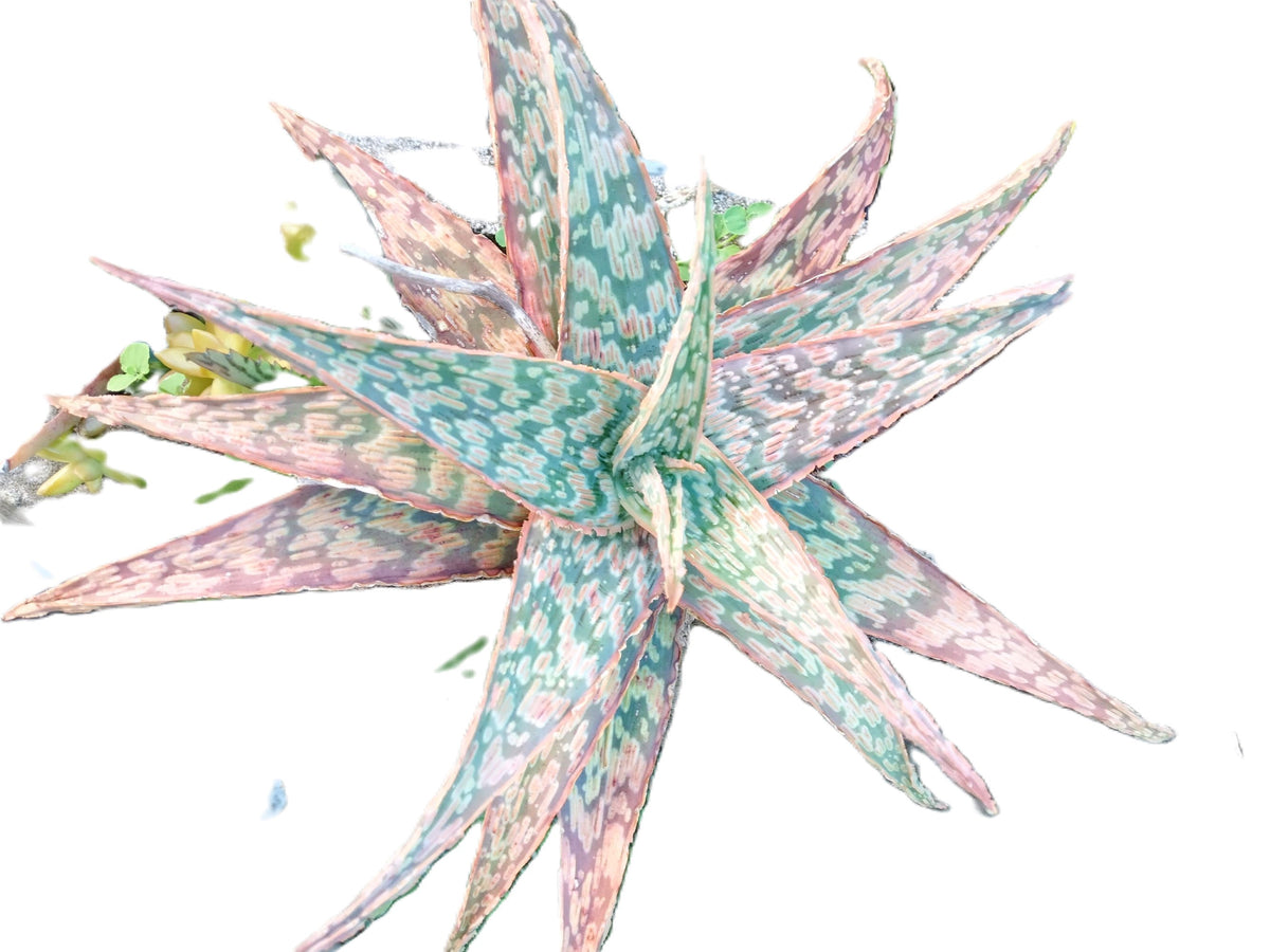 Aloe ‘Bright Star’ (Aloe ‘Donnie’) –Starfish Aloe 6-Inch Starter Plant USDA Zones 9-12