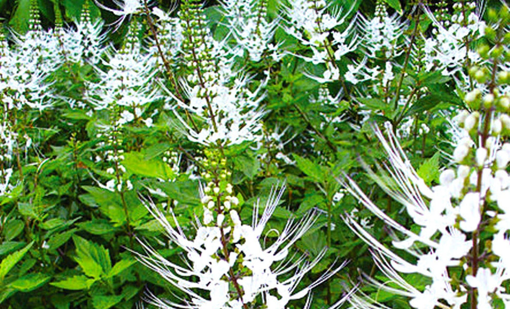 Cat Whiskers Live Starter Plant 8 Inch, Fast Growing, White Blooms, Pollinator Favorite